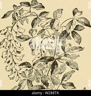 Archive image from page 388 of Cyclopedia of American horticulture Stock Photo