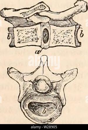 Archive image from page 388 of The cyclopædia of anatomy and Stock Photo