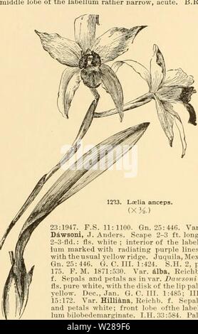 Archive image from page 393 of Cyclopedia of American horticulture Stock Photo