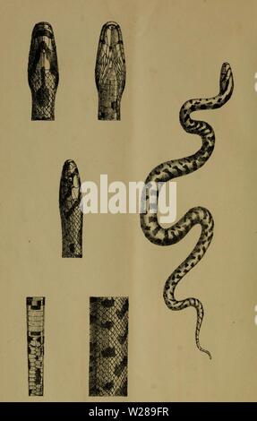 Archive image from page 393 of Dbutsugaku zasshi (1889) Stock Photo