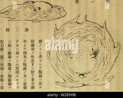 Archive image from page 393 of Dbutsugaku zasshi (1889) Stock Photo