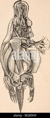 Archive image from page 393 of The cyclopædia of anatomy and Stock Photo