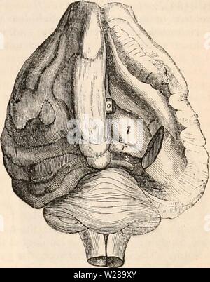Archive image from page 396 of The cyclopædia of anatomy and Stock Photo