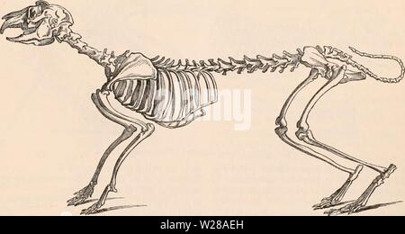 Archive image from page 400 of The cyclopædia of anatomy and