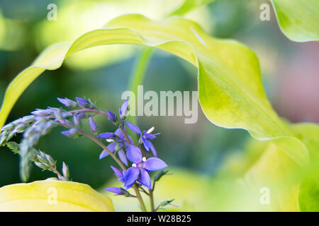 Flowers of Globe Eucalyptus plant contrasting with yellow hosta leaves Stock Photo