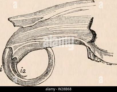 Archive image from page 406 of The cyclopædia of anatomy and