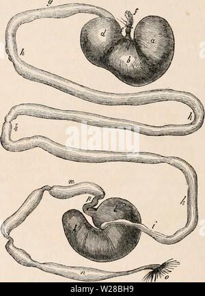 Archive image from page 409 of The cyclopædia of anatomy and