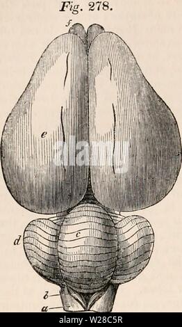 Archive image from page 413 of The cyclopædia of anatomy and Stock Photo