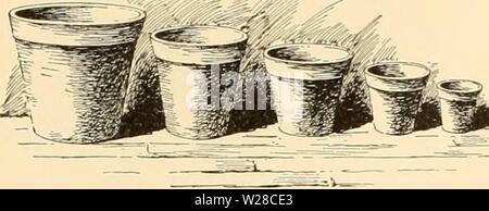 Archive image from page 417 of Cyclopedia of American horticulture Stock Photo