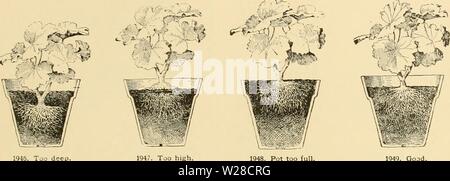 Archive image from page 420 of Cyclopedia of American horticulture Stock Photo