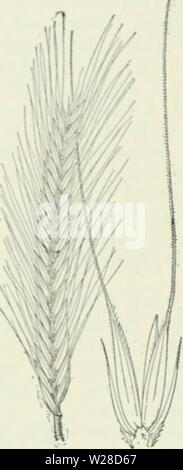 Archive image from page 423 of Cyclopedia of farm crops
