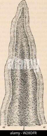 Archive image from page 425 of The cyclopædia of anatomy and