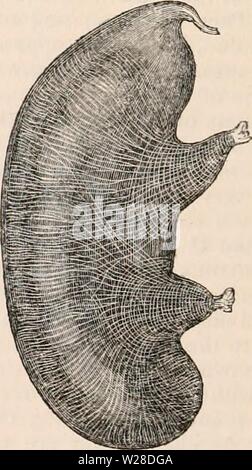 Archive image from page 425 of The cyclopædia of anatomy and Archive image from page 425 of The cyclopædia of anatomy and
