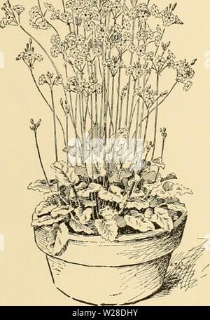 Archive image from page 426 of Cyclopedia of American horticulture Stock Photo