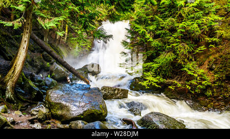 Spring snow melt tumbling over Logs and Boulders on Mcgillivray Creek between Whitecroft and Sun Peaks in the Shuswap Highlands in  BC, Canada Stock Photo