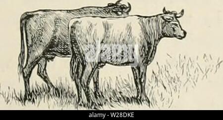 Archive image from page 426 of Dairy farming  being the Stock Photo
