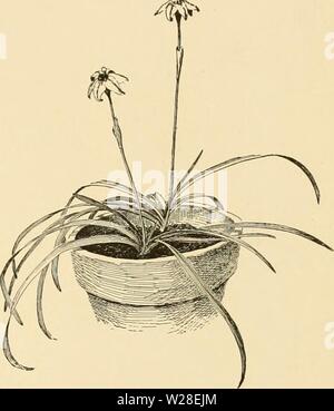 Archive image from page 436 of Cyclopedia of American horticulture Stock Photo