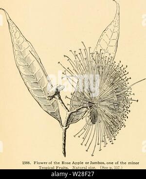 Archive image from page 441 of Cyclopedia of American horticulture . Cyclopedia of American horticulture : comprising suggestions for cultivation of horticultural plants, descriptions of the species of fruits, vegetables, flowers, and ornamental plants sold in the United States and Canada, together with geographical and biographical sketches  cyclopediaofame04bail Year: 1906  1862 TROPICAL FRUITS The fact is that tropical fruits with but few exceptions, have until very recently Ijim-ii iilnjust exclusively grown from seed, with the natumi n -nil tli:ii variety in the quality, form, size, anil Stock Photo