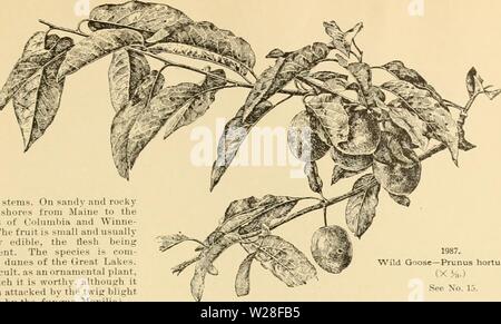 Archive image from page 444 of Cyclopedia of American horticulture Stock Photo
