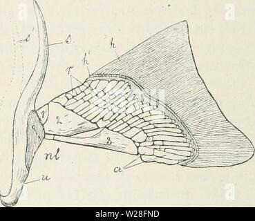 Archive image from page 448 of Das Werden der Organismen; zur Stock Photo