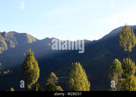 beautiful pine trees in the morning under the blue sky, taken from the bottom to up Stock Photo