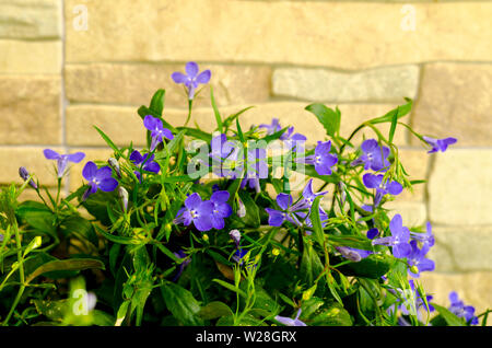 Blue flowers of lobelia on decorative stone background. Stock Photo