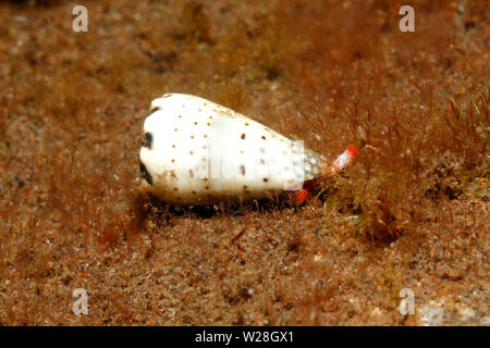 Music Cone Shell, Conus musicus, crawling along sand. This species is venomous. Tulamben, Bali, Indonesia. Bali Sea, Indian Ocean Stock Photo