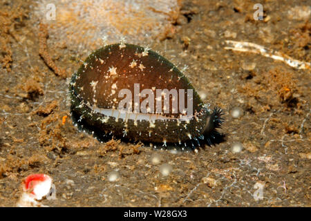 Live Cowry, or Cowrie Shell, Palmadusta clandestina. Previously Cypraea clandestina. Tulamben, Bali, Indonesia. Bali Sea, Indian Ocean Stock Photo