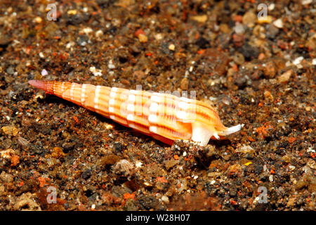 Undulate Auger, Myurella undulata, alive underwater. Previously described as Terebra undulata. Tulamben, Bali, Indonesia. Bali Sea. Stock Photo