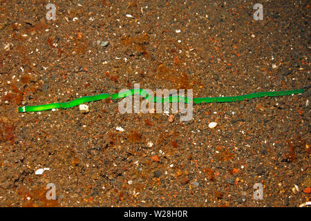 Green Ribbon Worm, Notospermus sp. Tulamben, Bali, Indonesia. Bali Sea, Indian Ocean Stock Photo