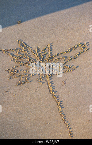 Sand bubbler crab debris, Mission Beach, Queensland, Australia Stock Photo