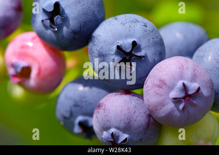 Close up of ripening blueberries on the bush. Highbush blueberry (Vaccinium corymbosum) Stock Photo