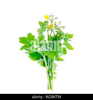 Genus of dicotyledon plants Celandine (Chelidonium) isolated on white background Stock Photo