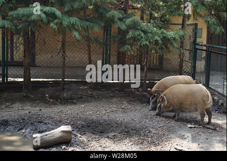 Red River hog in Poznan Old ZOO Stock Photo