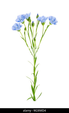 flax flowers isolated on white Stock Photo
