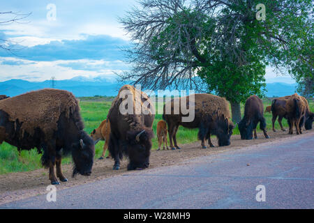 Herd of American Bison Buffalo by a road during the day Stock Photo