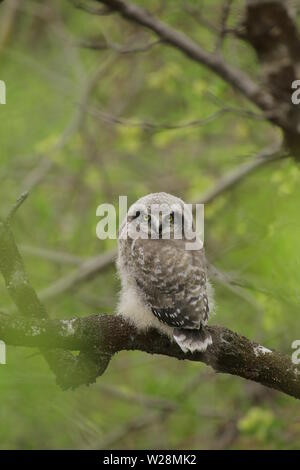 Young and still flightless Northern Hawk-Owl (Surnia ulula). Stock Photo