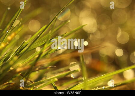 Morning dew on grass blades in warm sunlight. Stock Photo