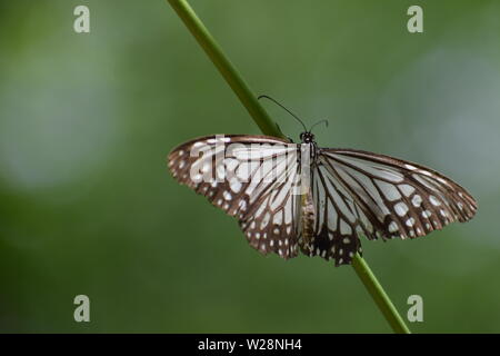 amazing glassy tiger (parantica aglea) butterfly. Stock Photo
