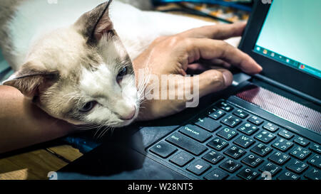 Cute cat dozing on man's hand. Furry pet cuddling up to it's owner and getting in the way of his work. Freelance job . Man is at the computer keyboard Stock Photo