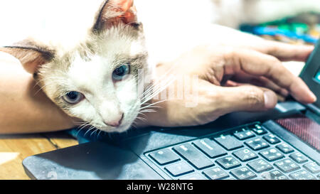Cute cat dozing on man's hand. Furry pet cuddling up to it's owner and getting in the way of his work. Freelance job . Man is at the computer keyboard Stock Photo