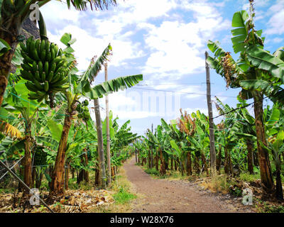 Banana plantage - Madeira Stock Photo