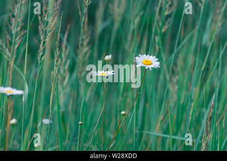 White large daisy flowers on a background of green grass. Summer background. Selective focus. Stock Photo