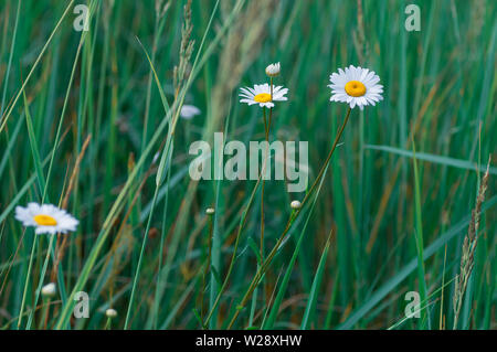 White large daisy flowers on a background of green grass. Summer background. Selective focus. Stock Photo