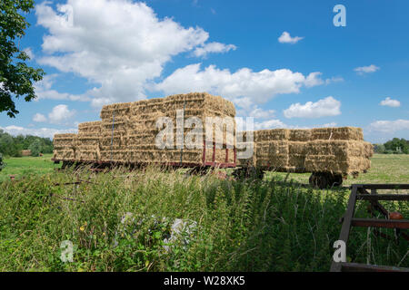 two trailers with hay in the countryside Stock Photo