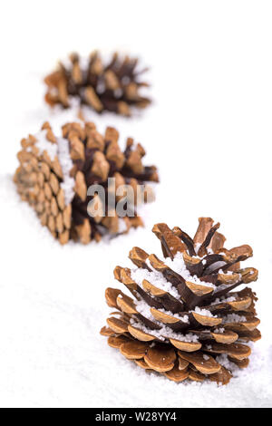 Group of fir cones in the snow with selective focus and shallow depth of field. Seasonal symbol of winter and Christmas. Stock Photo