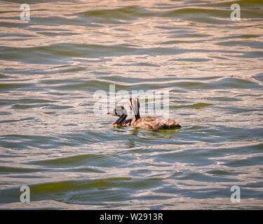 Grate Cested Greeb (Podiceps Cristatus). Juveniles with adult Stock Photo