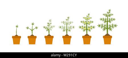 Cannabis plant growth stages in ceramic pot. Hemp with green leaf. Planting of medical marijuana illustration Stock Vector