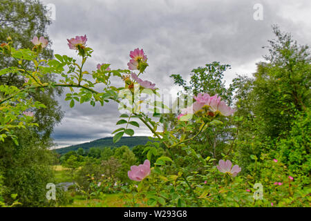 SPEYSIDE WAY SCOTLAND AN ARCH OF PINK FLOWERS OF THE DOG ROSE  Rosa canina IN EARLY SUMMER Stock Photo