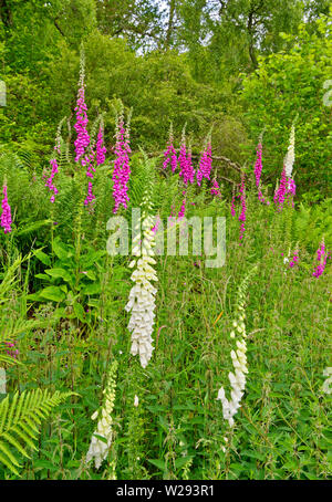 SPEYSIDE WAY SCOTLAND PURPLE AND WHITE FLOWERS OF THE FOXGLOVE Digitalis purpurea GROWING IN PROFUSION IN EARLY SUMMER Stock Photo